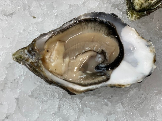 Gillardeau Austern - 12 Stück - No.3